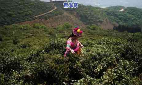 勐海神农茶叶老班章-勐海班章老树茶厂冰岛神