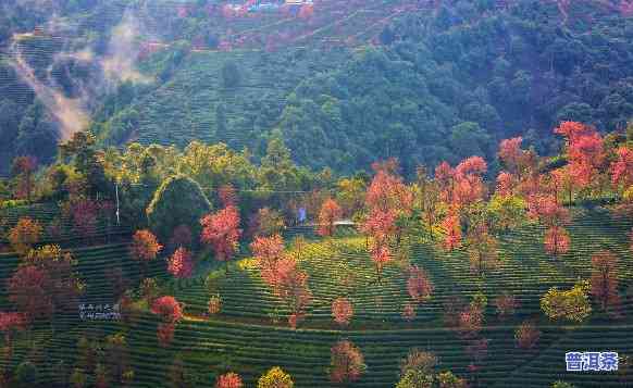 比较：大理无量山与普洱无量山的异同，哪个更适合游玩？