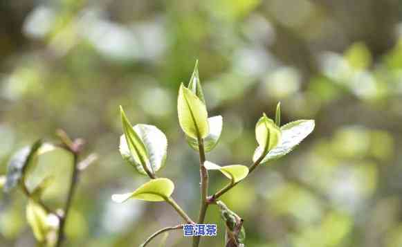 普洱春芽介绍：熟悉这类特别的茶叶和其精美图片