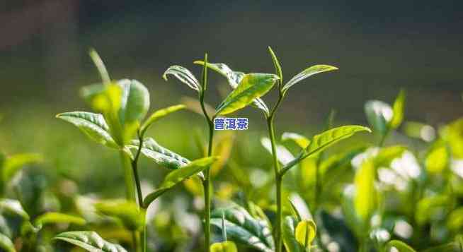 普洱春芽介绍：熟悉这类特别的茶叶和其精美图片