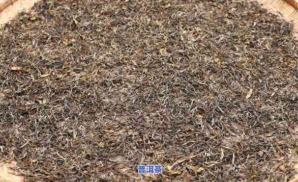 普洱老茶梗属于什么茶种？详解其类别与特点