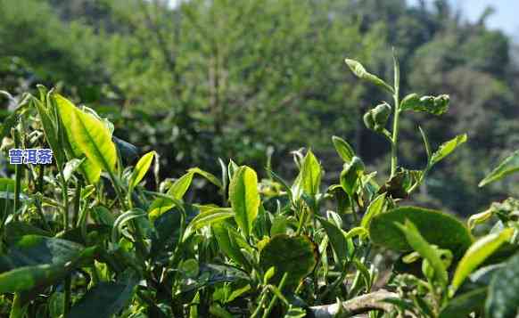 老班章古树茶的茶汤-老班章古树茶怎么喝