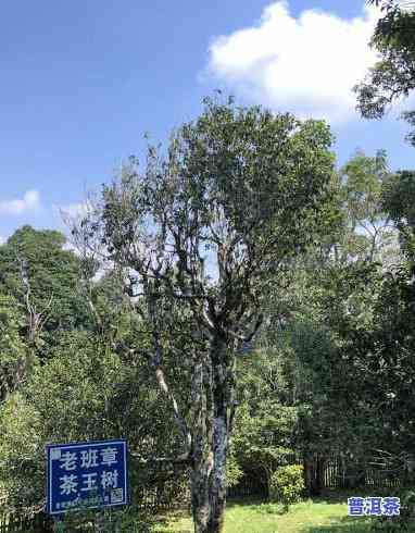 老班章保护区在哪里-老班章风景区在哪里