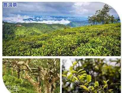 云南勐海原生态班章茶老班章08普洱茶：2018年价格一览