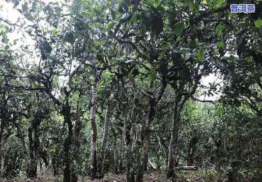 老班章村面积、户数及古树数量全揭秘