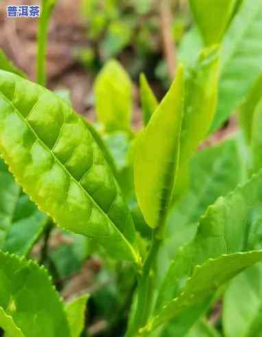 普洱茶里面绿色的东西是什么，揭开普洱茶中的绿色神秘面纱：那是什么？