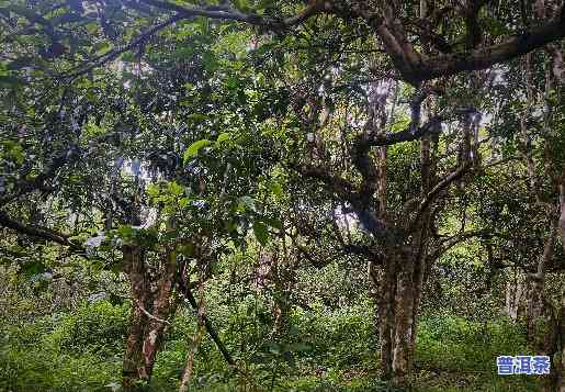 深入熟悉勐海普洱茶的特别口感与特点