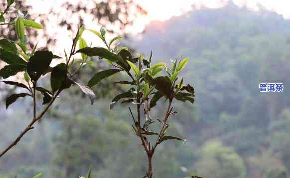 什么是勐海普洱茶的特点之一：口感丰富醇厚，深受茶友喜爱