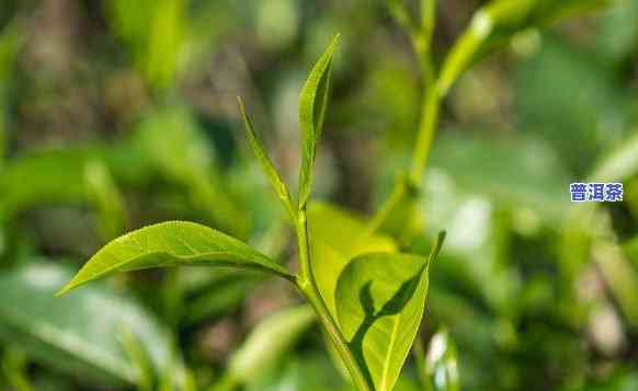 什么是勐海普洱茶的特点？探究其特别之处与精美图片揭示