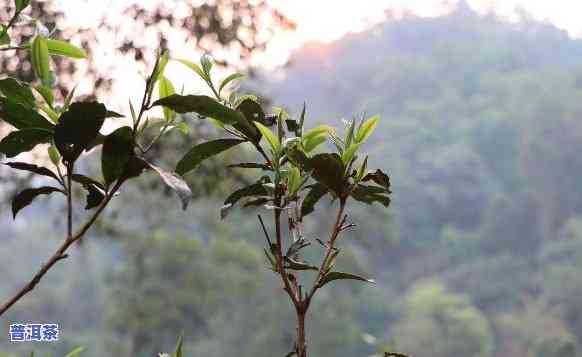 什么是勐海普洱茶的特点-什么是勐海普洱茶的特点之一