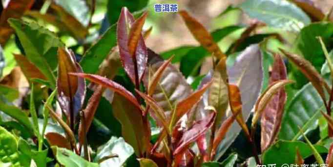 普洱茶紫芽是什么级别的品种，探秘普洱茶：什么是紫芽？它属于哪个级别的品种？