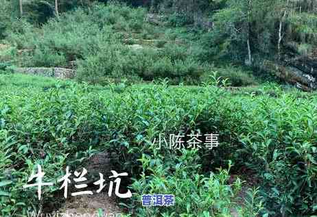 深入了解：古树红茶与古树普洱的区别