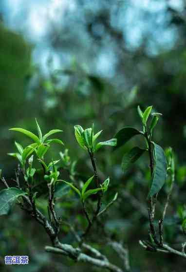 普洱茶乔木，探索云南的瑰宝：深入熟悉普洱茶乔木的世界