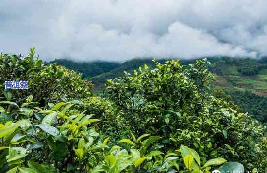 普洱茶乔木是什么意思，解密普洱茶：什么是乔木？