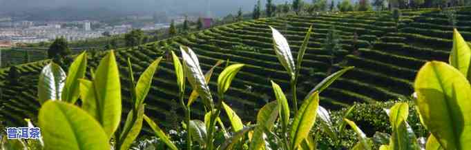 布朗山生态园金芽普洱茶-布朗山金芽普洱茶价格