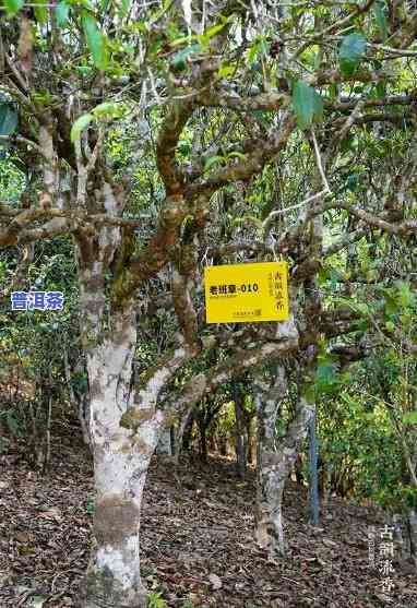 老班章古树单株，探寻古韵味道：老班章古树单株的品鉴之旅