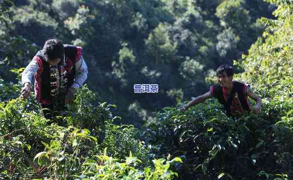 助农普洱茶开卖第十七天还能喝吗，「助农普洱茶」开卖第17天，是不是依然可口？