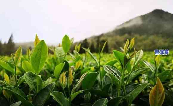 高山韵象茶叶，品味高山韵象，领略茶叶之精华