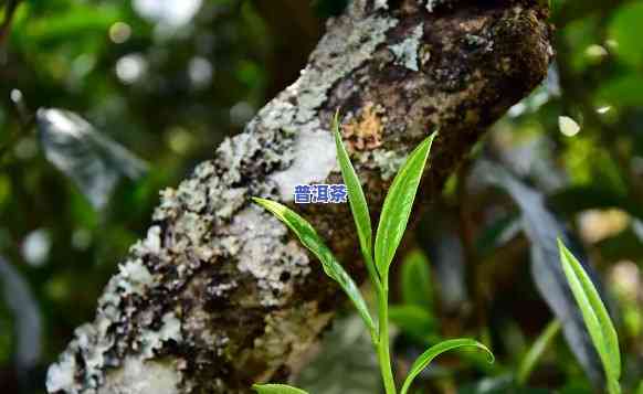 正宗古树普洱茶价格多少钱一斤，探寻古树普洱茶的真谛：市场价格解析