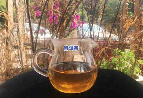 老班章茶王树68万：3200年古树茶拍出千万天价，同类茶王树仅售32万