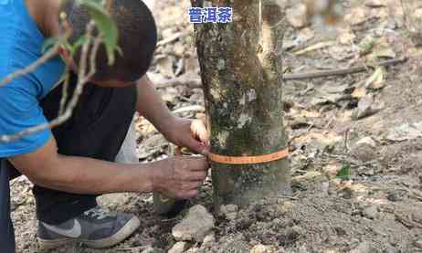 普洱茶转化后汤感厚重吗能喝吗，普洱茶转化后：汤感是不是厚重，能否饮用？