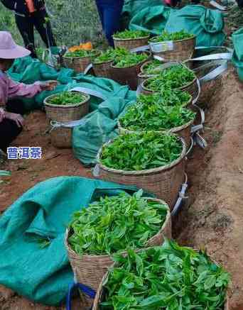 绿茶和普洱杀青区别-绿茶和普洱杀青区别在哪