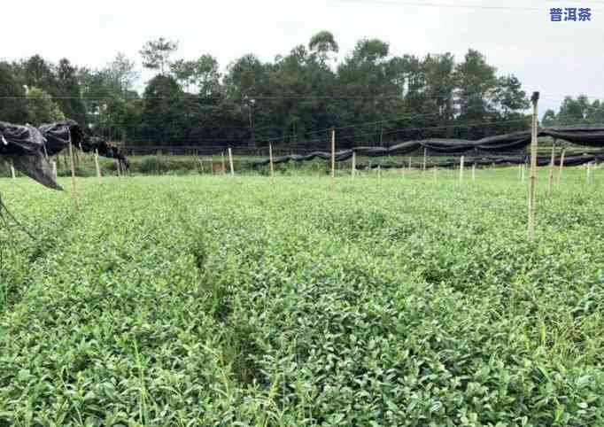 中茶普洱茶系列产品介绍图片，探索茶文化：中茶普洱茶系列产品介绍图片