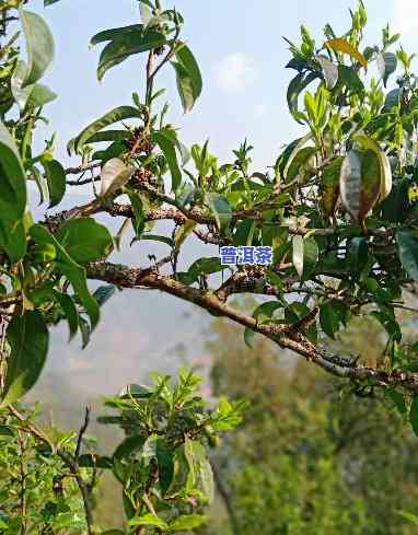 老海棠普洱茶在哪里生产的，寻找老海棠普洱茶的产地：揭开其神秘面纱