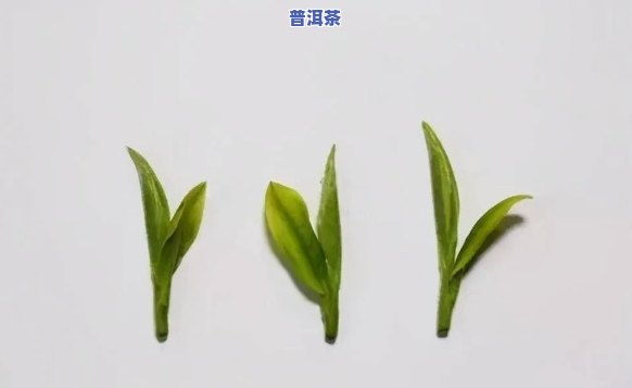 普洱7581什么意思，什么是普洱7581？——揭开这个茶叶术语的神秘面纱