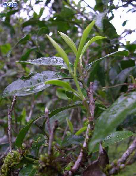 普洱茶里有树枝？正常吗？