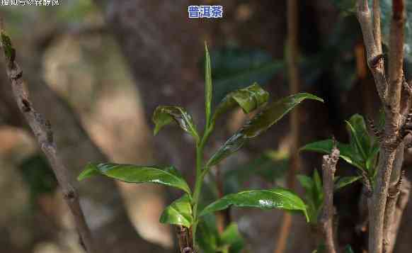 普洱茶里有树枝怎么解释-普洱茶里有树枝怎么解释出来