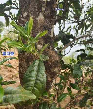 普洱茶里有树枝怎么解释-普洱茶里有树枝怎么解释出来