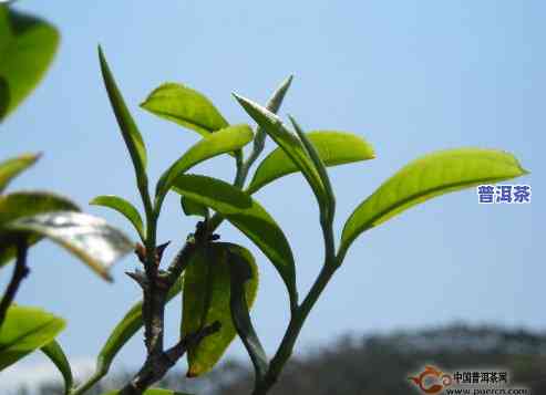 普洱茶里有树枝怎么解释-普洱茶里有树枝怎么解释出来