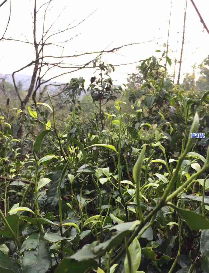 老班章古树纯料，探索珍稀口感：老班章古树纯料茶的魅力与鉴赏