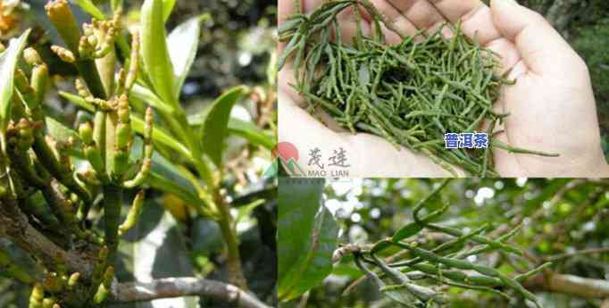 普洱茶出口贸易，普洱茶：从茶园到全球的贸易之路