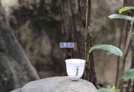 普洱茶：怎样区分生茶与熟茶？