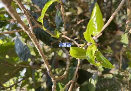 老班章古树茶多少钱一斤？龙珠价格怎样？