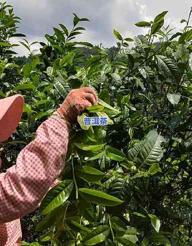 普洱茶从采摘到出成品的时间及全过程解析