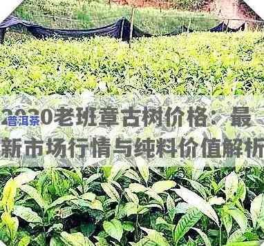 老班章古树多少年树龄？价格如何？2020年最新信息！