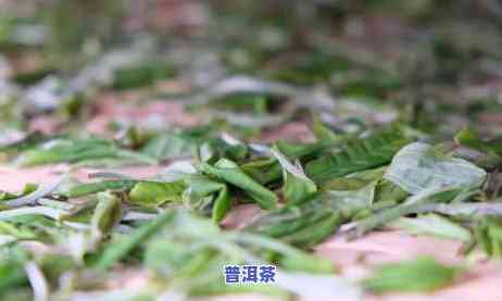 普洱茶历史上的经典配方-普洱茶的配料是什么