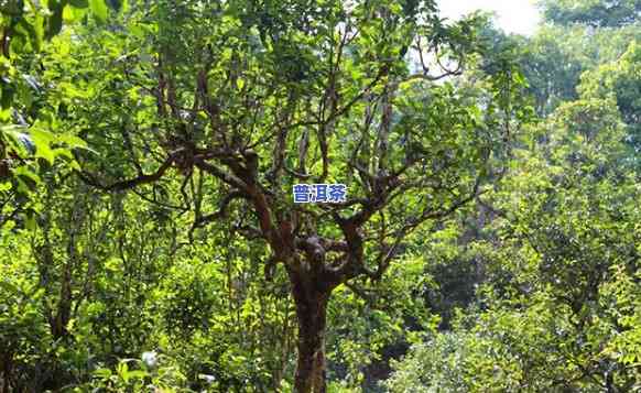 普洱茶乔木古树图片高清，欣赏高清普洱茶乔木古树图片，感受大自然的韵味与魅力！