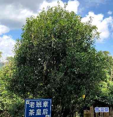 老班章景区：探索云南普洱茶的核心之地