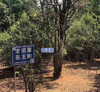 老班章景区：探索云南普洱茶的核心之地