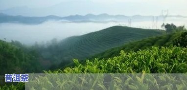 新冠初期喝普洱茶有用吗-新冠初期喝普洱茶有用吗