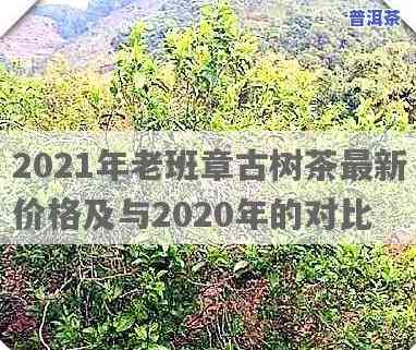 2020年老班章古树纯料价格全解析