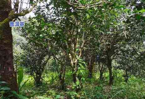 小青柑普洱茶原产地，探寻小青柑普洱茶的源头：揭秘其原产地