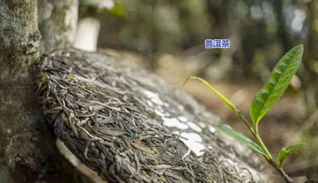 老班章是生茶还是熟茶好，探讨老班章的生熟之争：哪种更适合你？