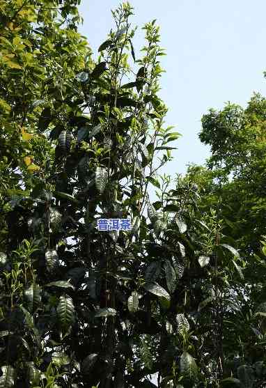 老班章甜茶苦茶怎样区分？详解其特点及区别