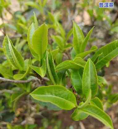 怎样让普洱茶度过淡季：有效方法与时间管理