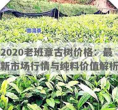 2020年老班章古树茶价格，2020年老班章古树茶价格公布，你了解多少？